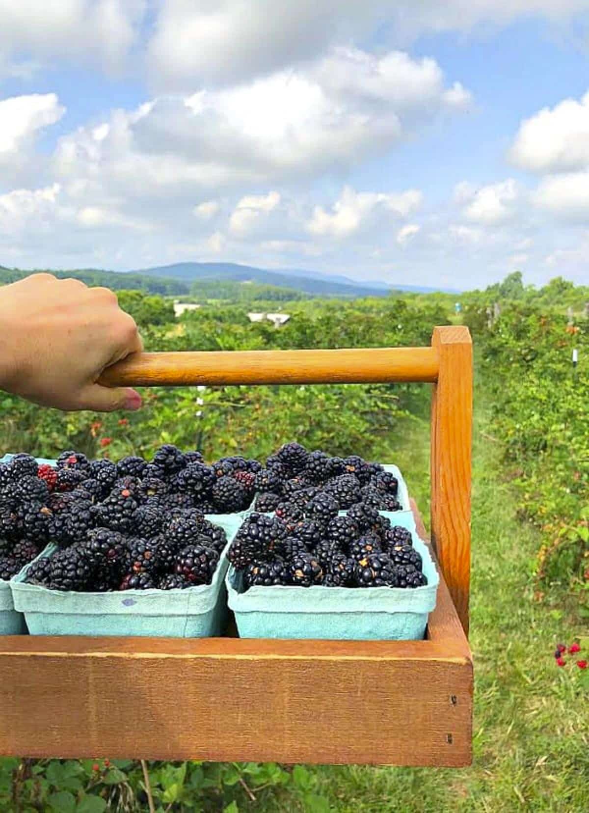 A basket of fresh blackberries with mountains in the background.