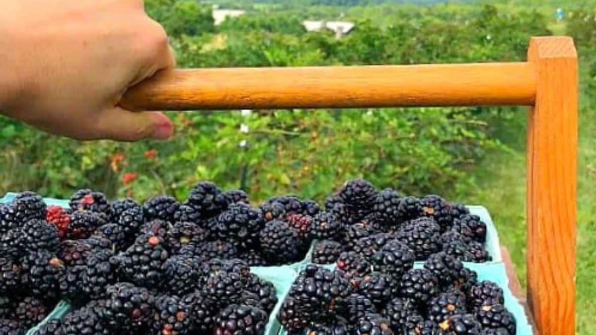 Gathering blackberries