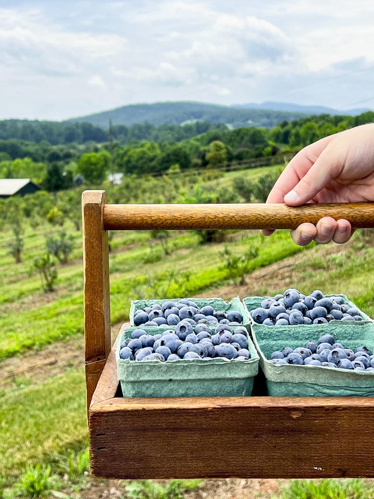 Basket of freshly picked blueberries.